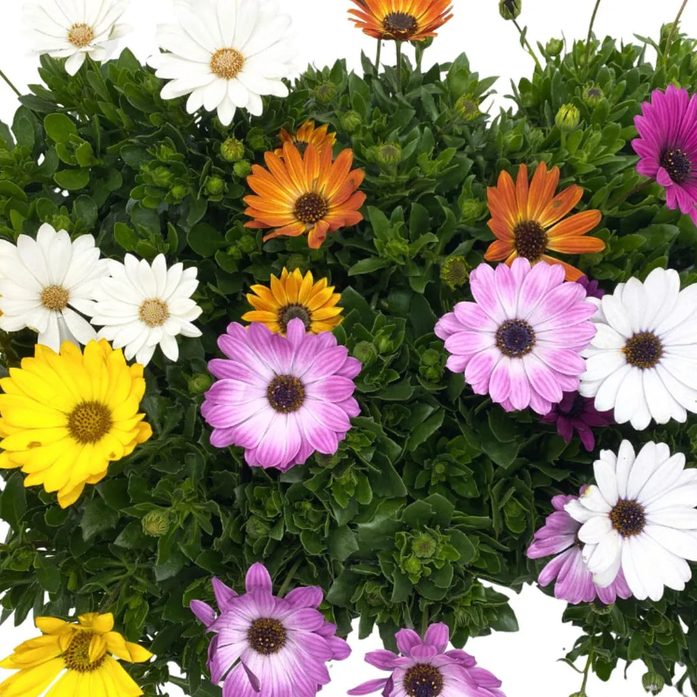 Dimorfoteca colori misti in vaso - set di piante su un balcone soleggiato