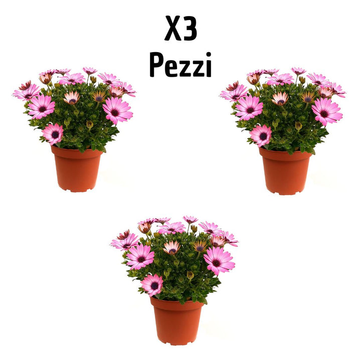 Set 3 piante di dimorfoteca colori mix vaso 14 cm - i Giardini di Giulia  