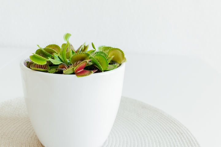 L'immagine mostra una pianta carnivora, probabilmente una Dionaea muscipula, comunemente conosciuta come "Venere acchiappamosche", collocata in un vaso bianco liscio e lucido. Le trappole della pianta, con i loro margini dentellati e un interno rosso vivo, sono ben visibili e contrastano delicatamente con il verde delle foglie circostanti. Il vaso è posizionato su una superficie chiara, forse un tavolo bianco, che riflette l'estetica minimalista e pulita dell'immagine. 