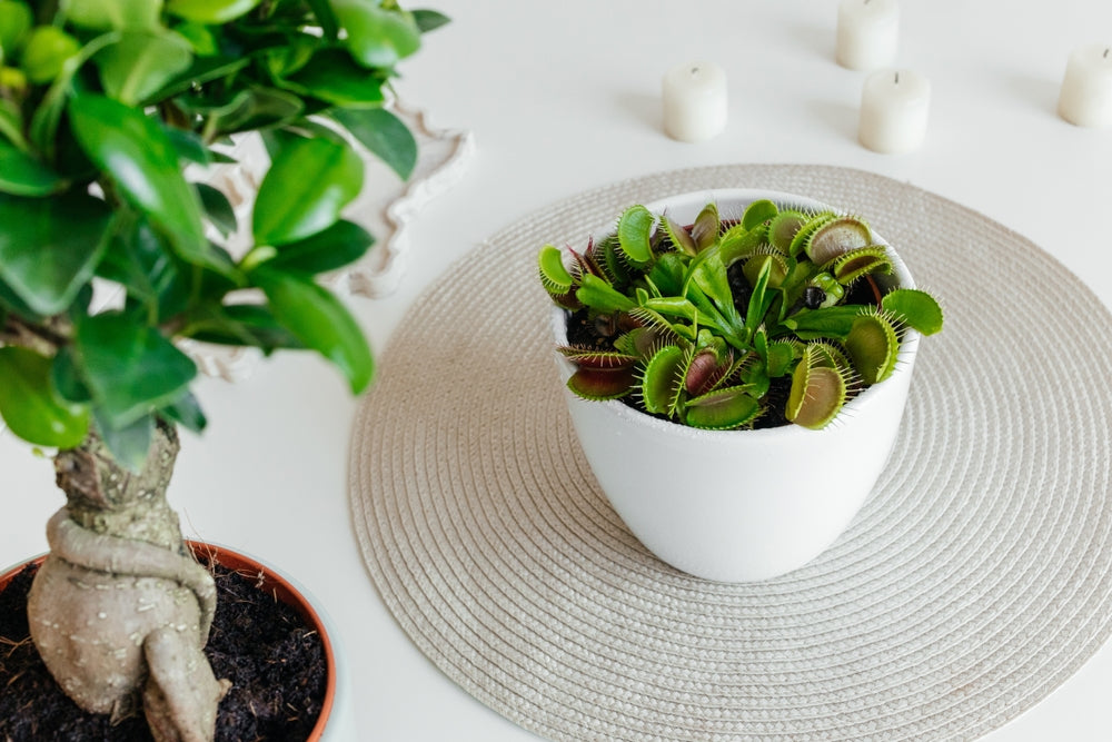 L'immagine mostra una pianta carnivora Dionaea muscipula, comunemente nota come "Venere acchiappamosche", posizionata in un vaso bianco su un sottobicchiere tondo di tessuto intrecciato chiaro. Le trappole della pianta, che si alternano tra un verde brillante e un rosso intenso all'interno, sono disposte armoniosamente nel vaso, con le foglie che si estendono verso l'alto e all'esterno. Sullo sfondo, a sinistra, si intravede parzialmente un'altra pianta, probabilmente un bonsai, il cui tronco robusto e cont