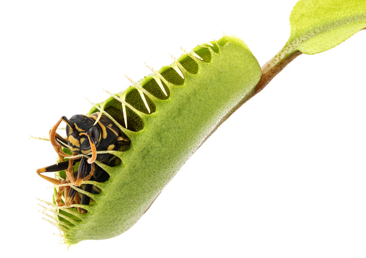 L'immagine mostra un primo piano di una trappola della pianta carnivora Dionaea muscipula, conosciuta anche come "Venere acchiappamosche", che ha catturato una vespa. La trappola, caratterizzata da una struttura a conchiglia con denti interni che si intersecano, è chiusa intorno all'insetto. La vespa, bloccata al suo interno, è visibile attraverso le fessure della trappola