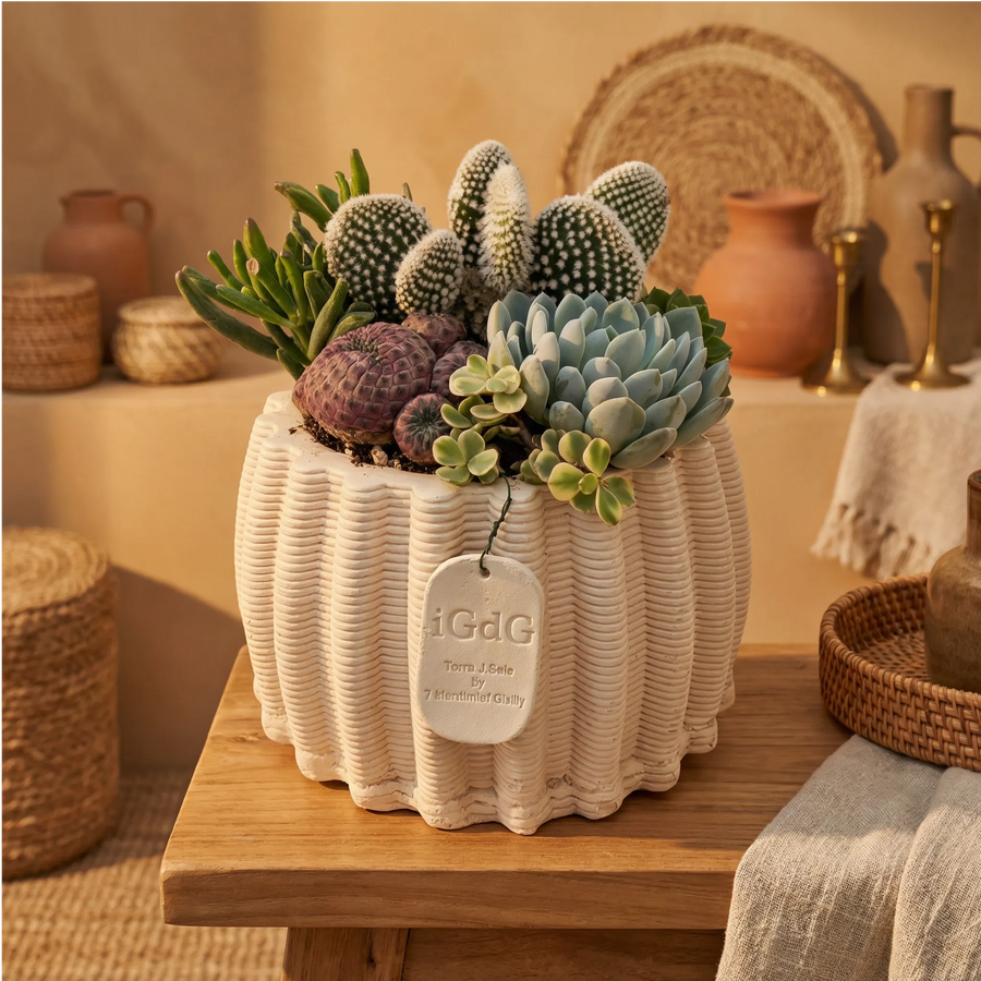 Composizione piante grasse Le Muse di Giulia Dionisio d.21 in vaso ceramica per arredo caldo
