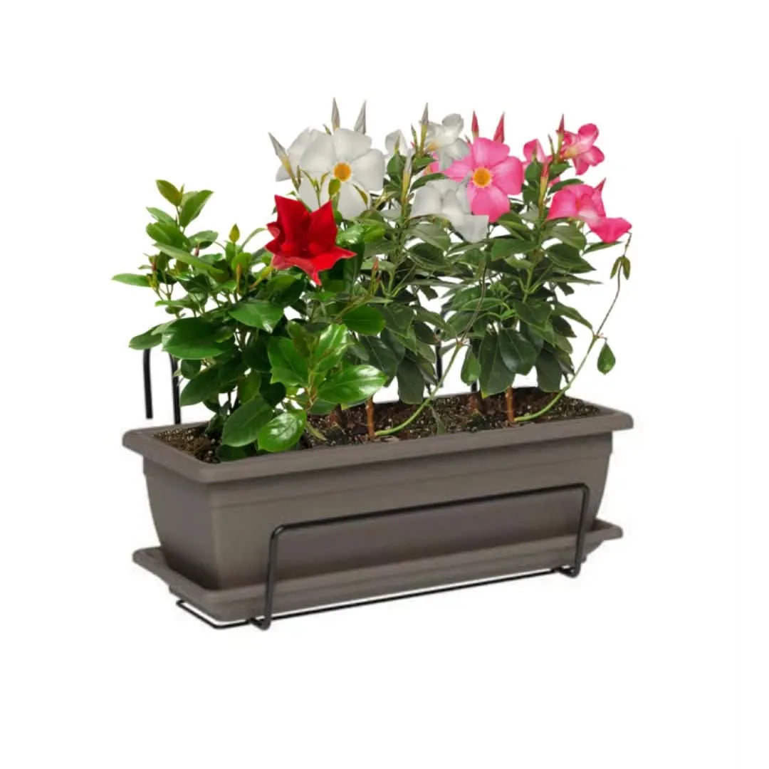 Fioriera grigia con piante di Dipladenia – Kit completo balcone

