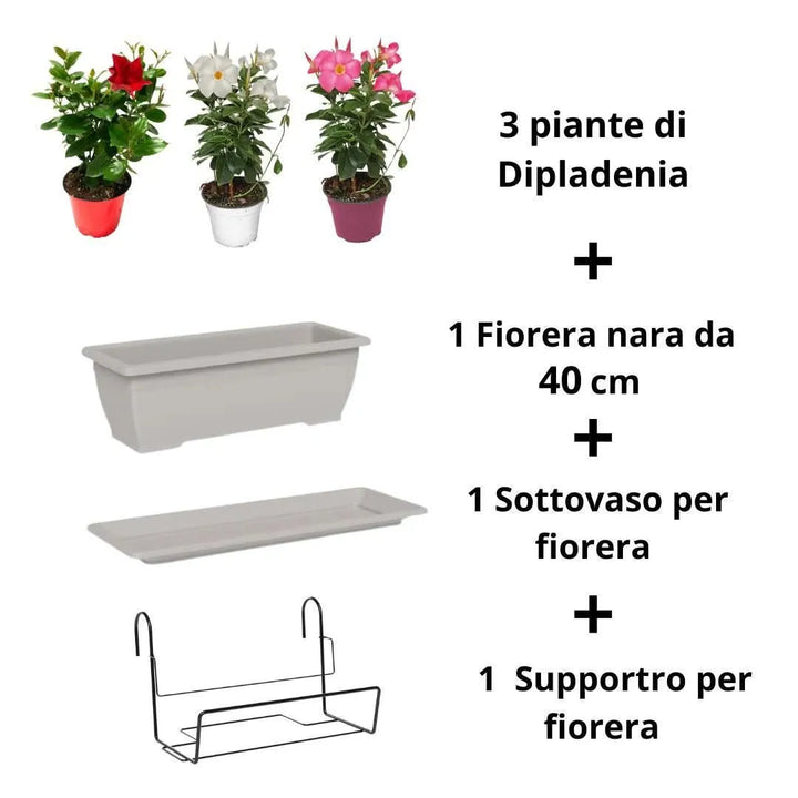 Composizione kit con Fioriera Nara, sottovaso, supporto e 3 Dipladenia


