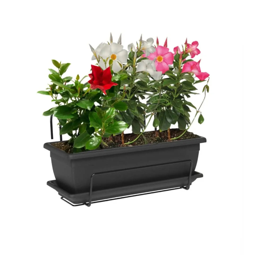 Fioriera Nara nera con 3 Dipladenia fiorite – vista frontale

