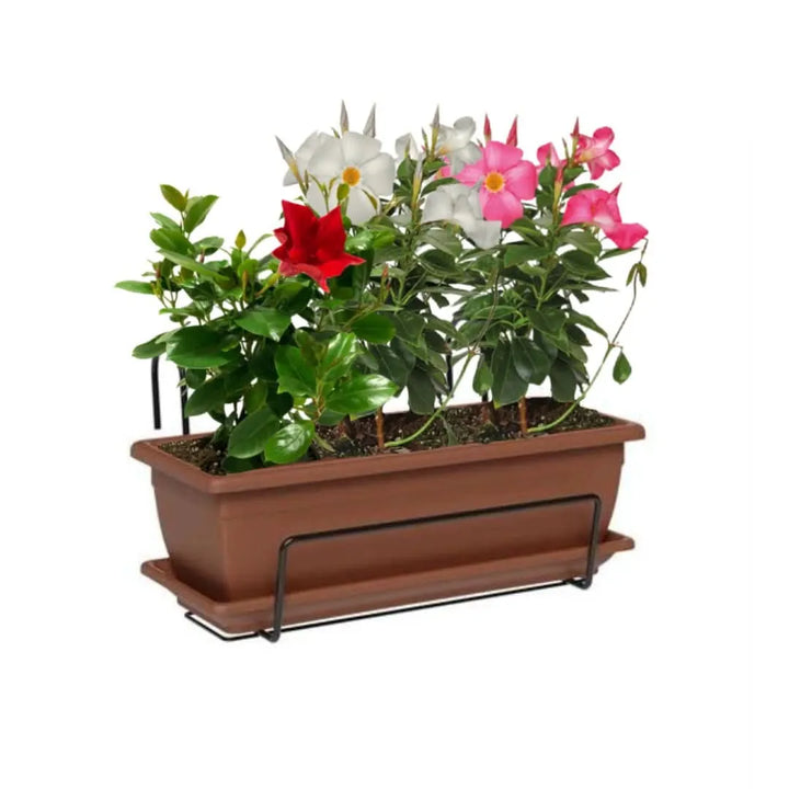 Fioriera color terracotta con Dipladenia rosse, bianche e rosa

