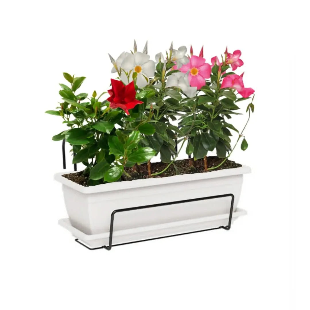 Fioriera bianca con Dipladenia – soluzione decorativa da esterno

