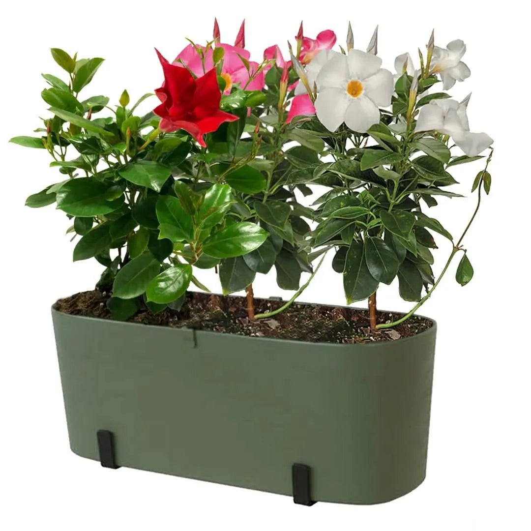 Fioriera verde con piante di Dipladenia