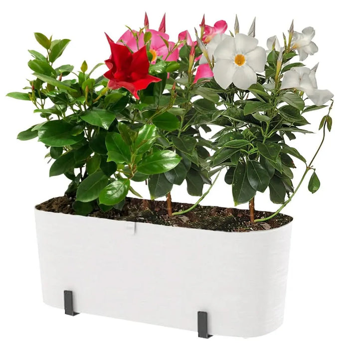 Tre piante di Dipladenia colorate in fioriera bianca