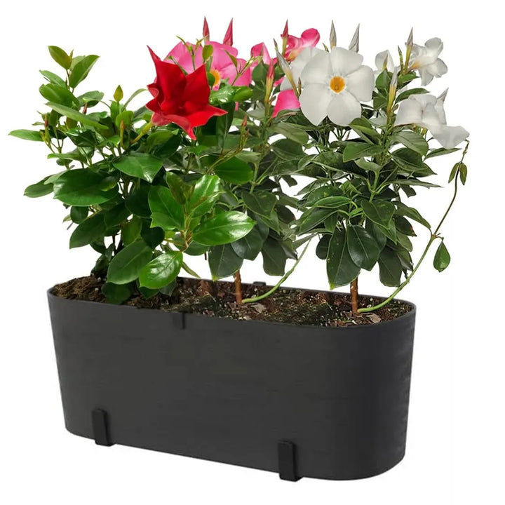 Set con Dipladenia in fioriera nera con supporto