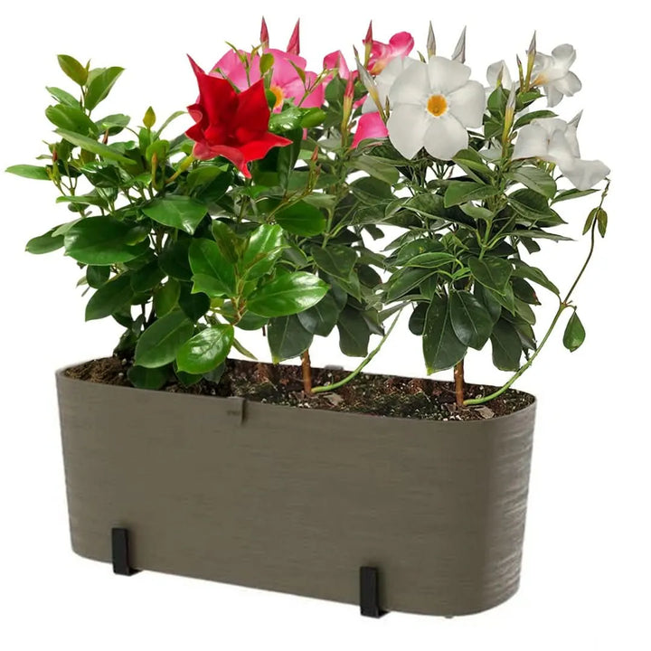 Fioriera grigia con Dipladenia in fiore