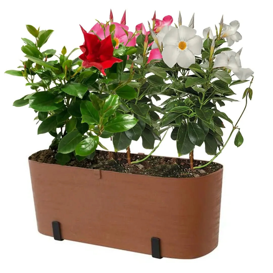 Fioriera marrone con 3 Dipladenia bianche, rosse e rosa