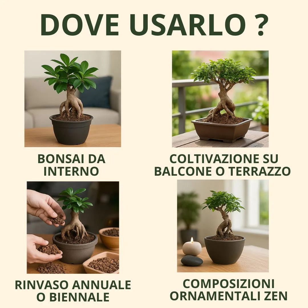 Bonsai Ficus Ginseng in vaso con terriccio bio Triplo, pronto all’uso, ideale per mantenere il giusto grado di umidità e favorire una crescita sana grazie al drenaggio efficace e nutrienti naturali.