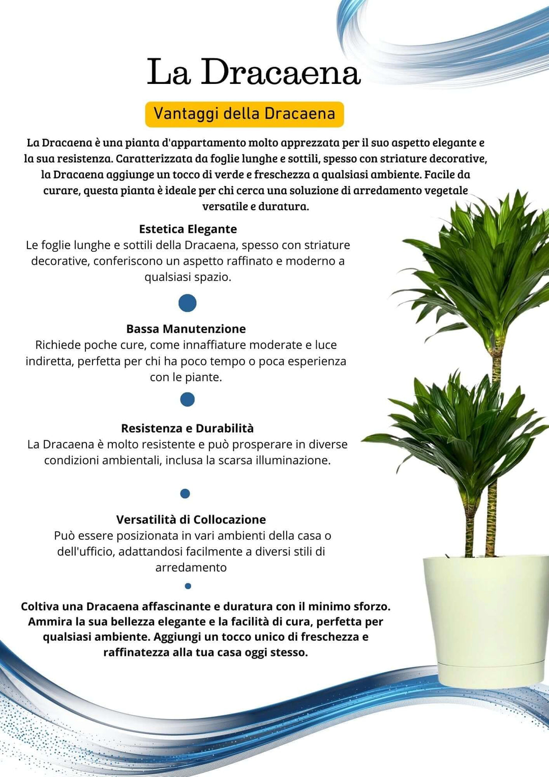 Dracaena Compacta a Due Tronchi - Altezza Pianta 100 cm, Vaso Diametro 19 cm - i Giardini di Giulia