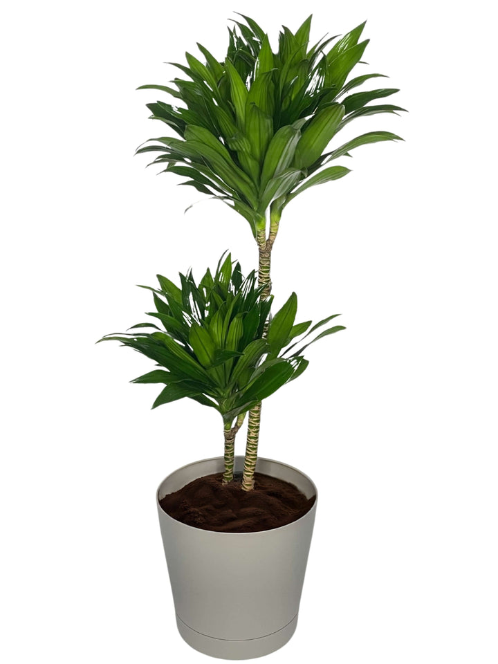 Dracaena Compacta a Due Tronchi - Altezza Pianta 100 cm, Vaso Diametro 19 cm - i Giardini di Giulia