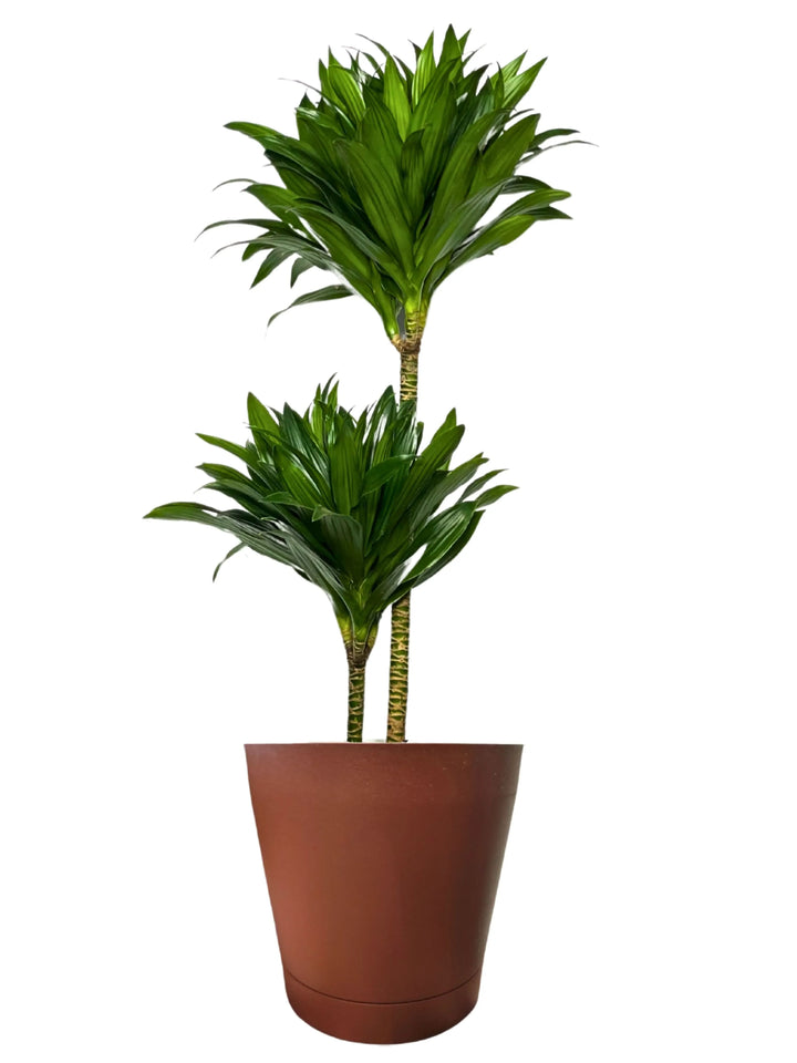 Dracaena Compacta a Due Tronchi - Altezza Pianta 100 cm, Vaso Diametro 19 cm - i Giardini di Giulia