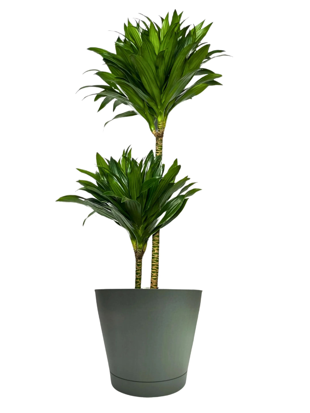 Dracaena Compacta a Due Tronchi - Altezza Pianta 100 cm, Vaso Diametro 19 cm - i Giardini di Giulia
