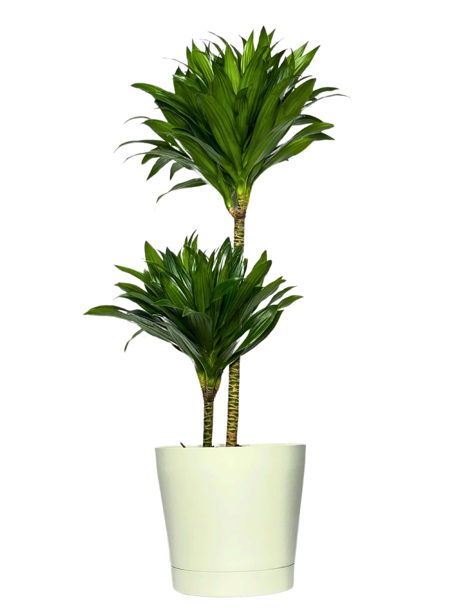 Dracaena Compacta a Due Tronchi - Altezza Pianta 100 cm, Vaso Diametro 19 cm - i Giardini di Giulia