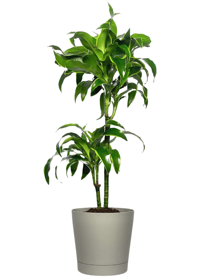 Dracaena 'Dorado' - Altezza Pianta 100 cm, Vaso Diametro 19 cm - i Giardini di Giulia