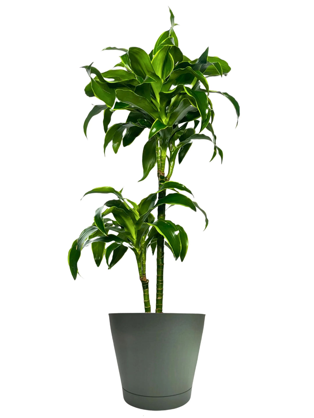 Dracaena 'Dorado' - Altezza Pianta 100 cm, Vaso Diametro 19 cm - i Giardini di Giulia