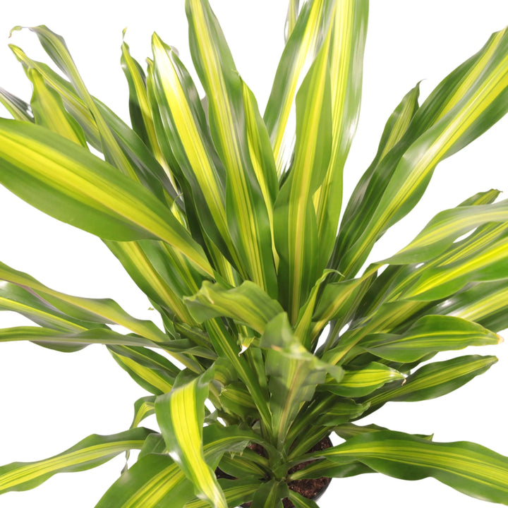 Dracaena Fragrans Burley in vaso nero per arredamento interno

