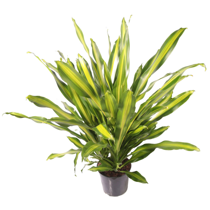 Dettaglio foglie verdi della Dracaena Fragrans Burley

