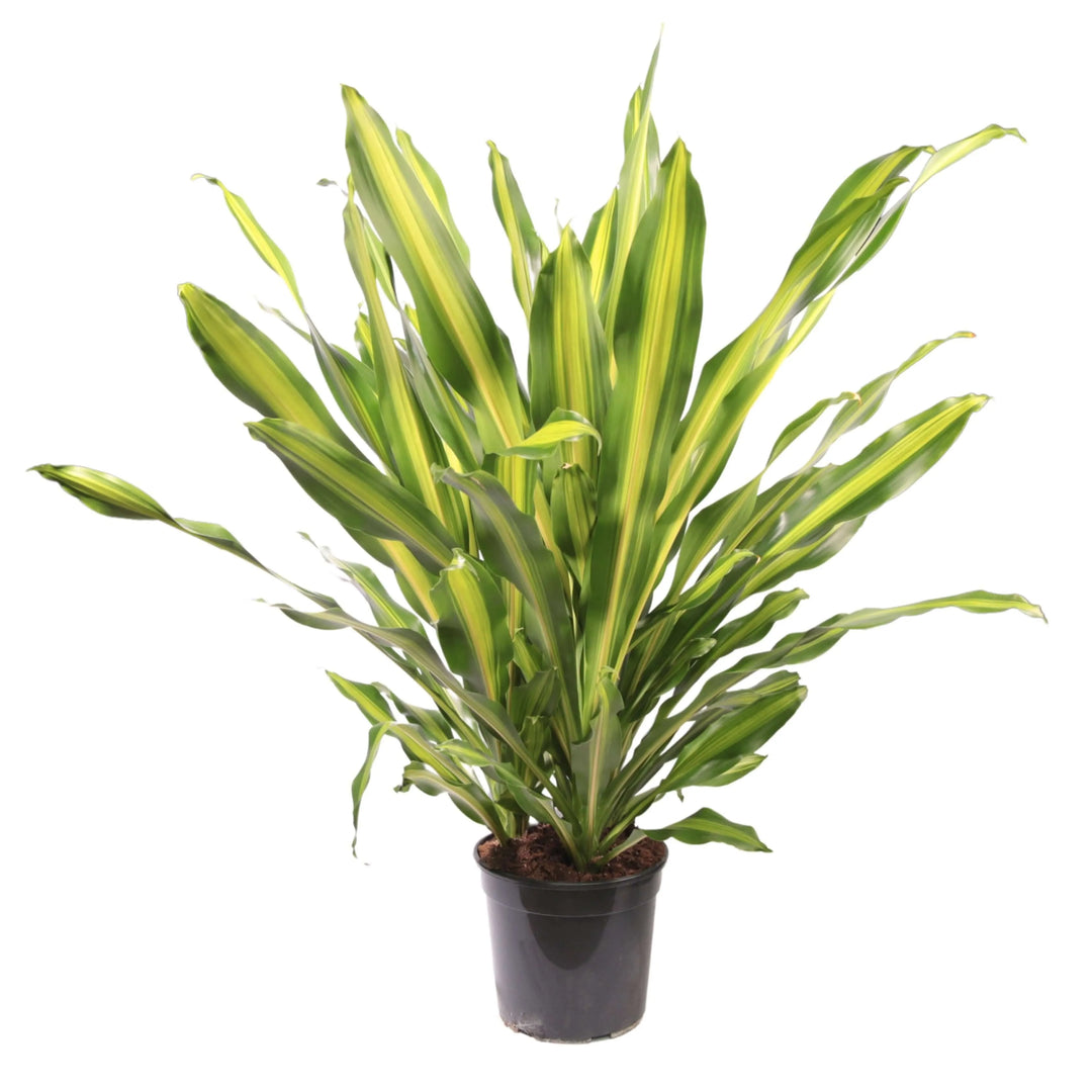 Dracaena Fragrans Burley in vaso da 27 cm vista frontale

