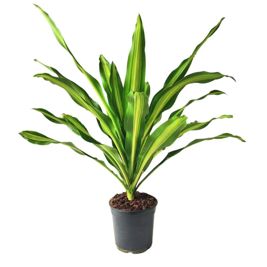 Dracaena Fragrans Burley in vaso da 21 cm, vista frontale

