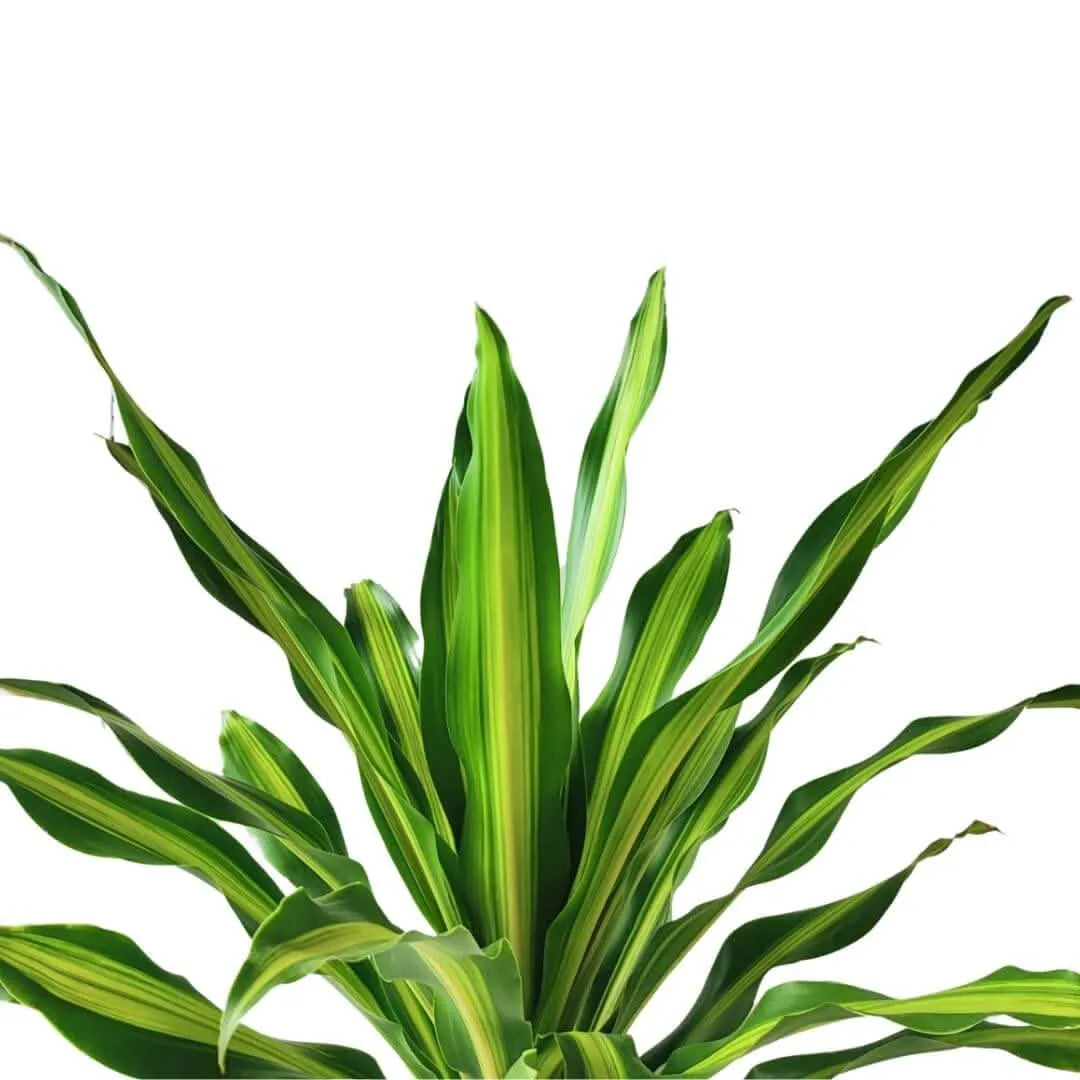 Foglie variegate della Dracaena Fragrans Burley da 80 cm

