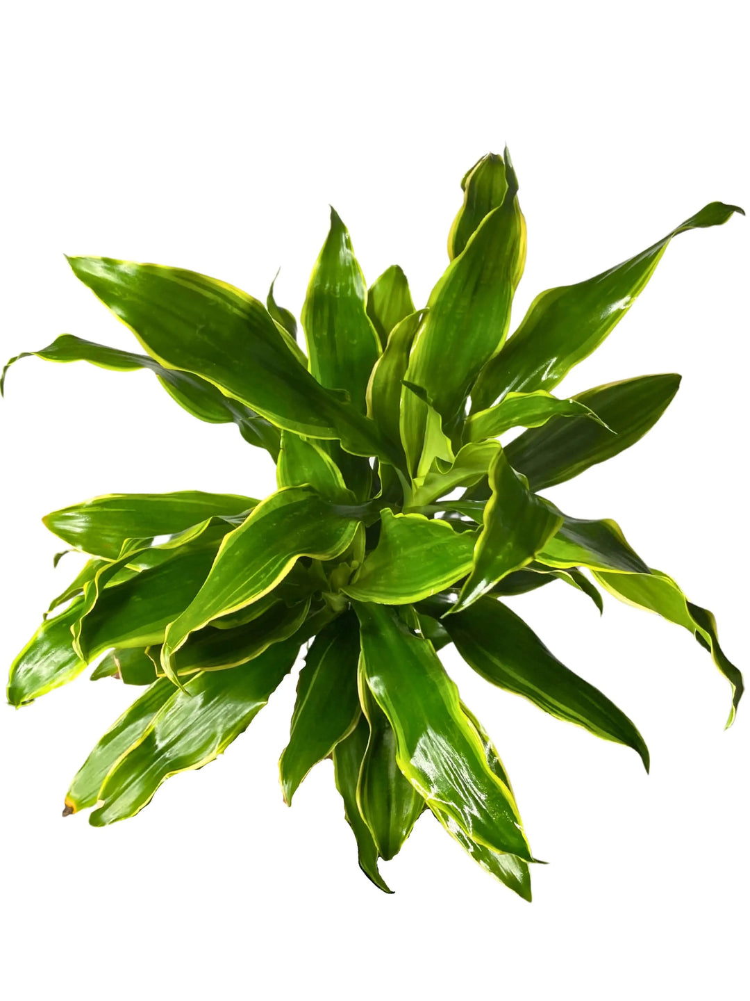Dracaena Golden Coast alta e slanciata con due tronchi e foglie verdi dai bordi giallo-verdi. È collocata in un vaso bianco moderno, riempito di terriccio scuro.