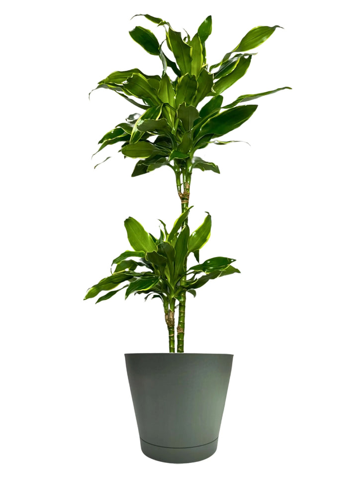 Dracaena 'Golden Coast' - Altezza Pianta 100 cm, Vaso Diametro 19 cm - i Giardini di Giulia