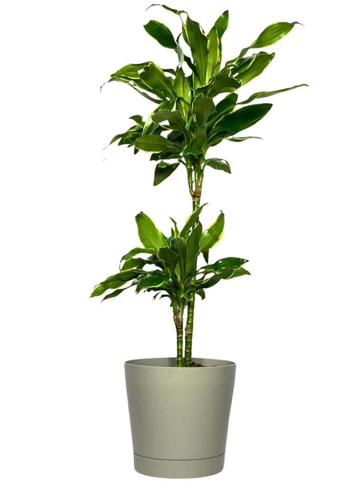 Dracaena 'Golden Coast' - Altezza Pianta 100 cm, Vaso Diametro 19 cm - i Giardini di Giulia