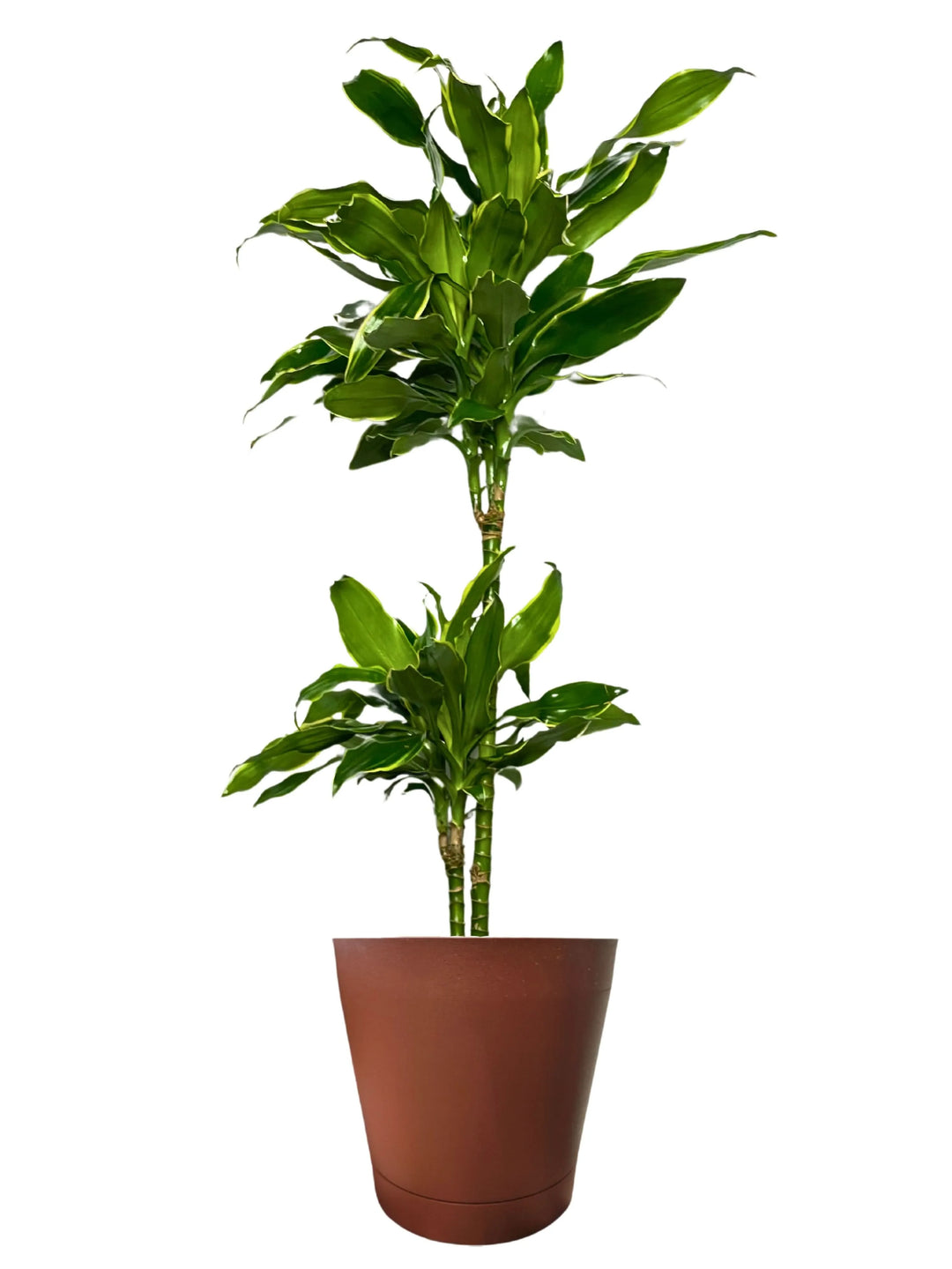 Dracaena 'Golden Coast' - Altezza Pianta 100 cm, Vaso Diametro 19 cm - i Giardini di Giulia