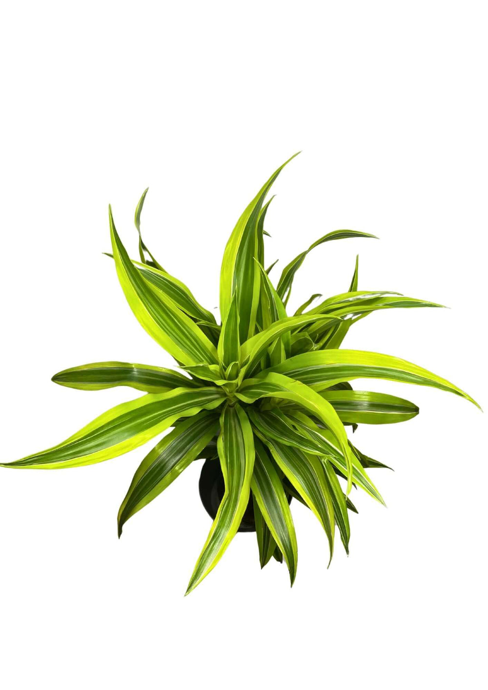 Dracaena 'Lemon Lime' - Altezza Pianta 100 cm, Vaso Diametro 19 cm - i Giardini di Giulia