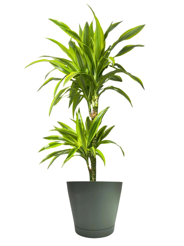 Dracaena 'Lemon Lime' - Altezza Pianta 100 cm, Vaso Diametro 19 cm - i Giardini di Giulia