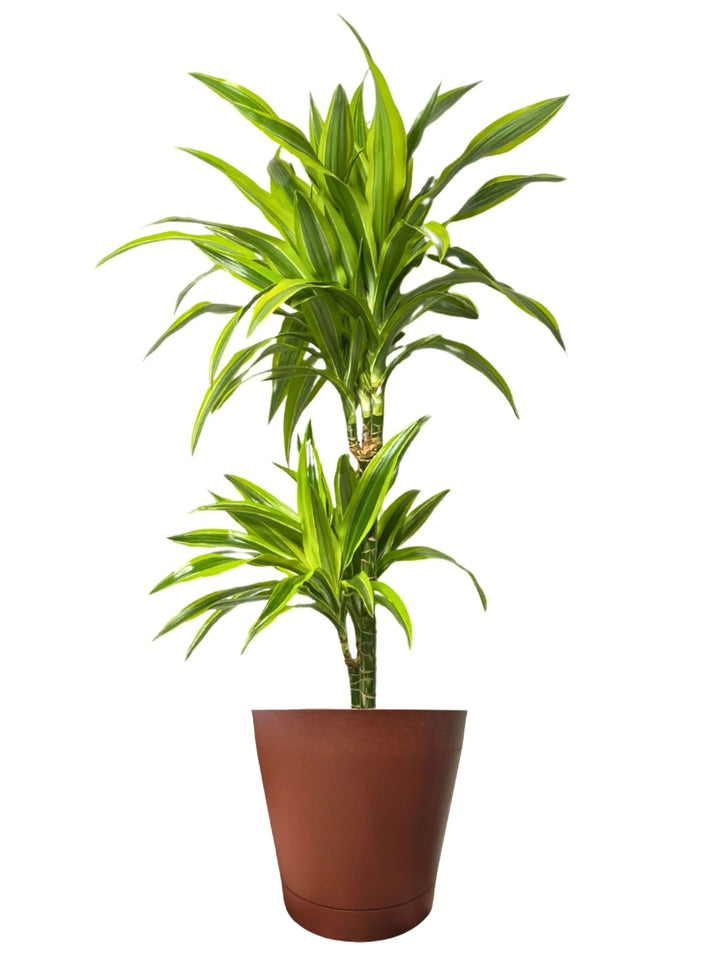 Dracaena 'Lemon Lime' - Altezza Pianta 100 cm, Vaso Diametro 19 cm - i Giardini di Giulia