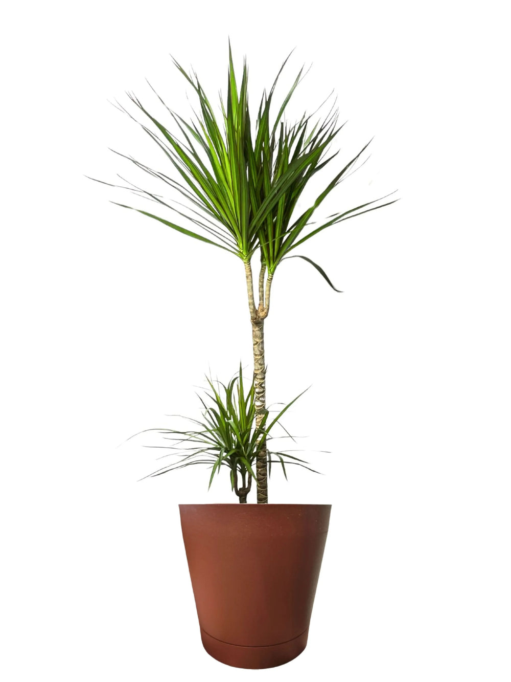 Dracaena Marginata - Altezza Pianta 100 cm, Vaso Diametro 19 cm - i Giardini di Giulia