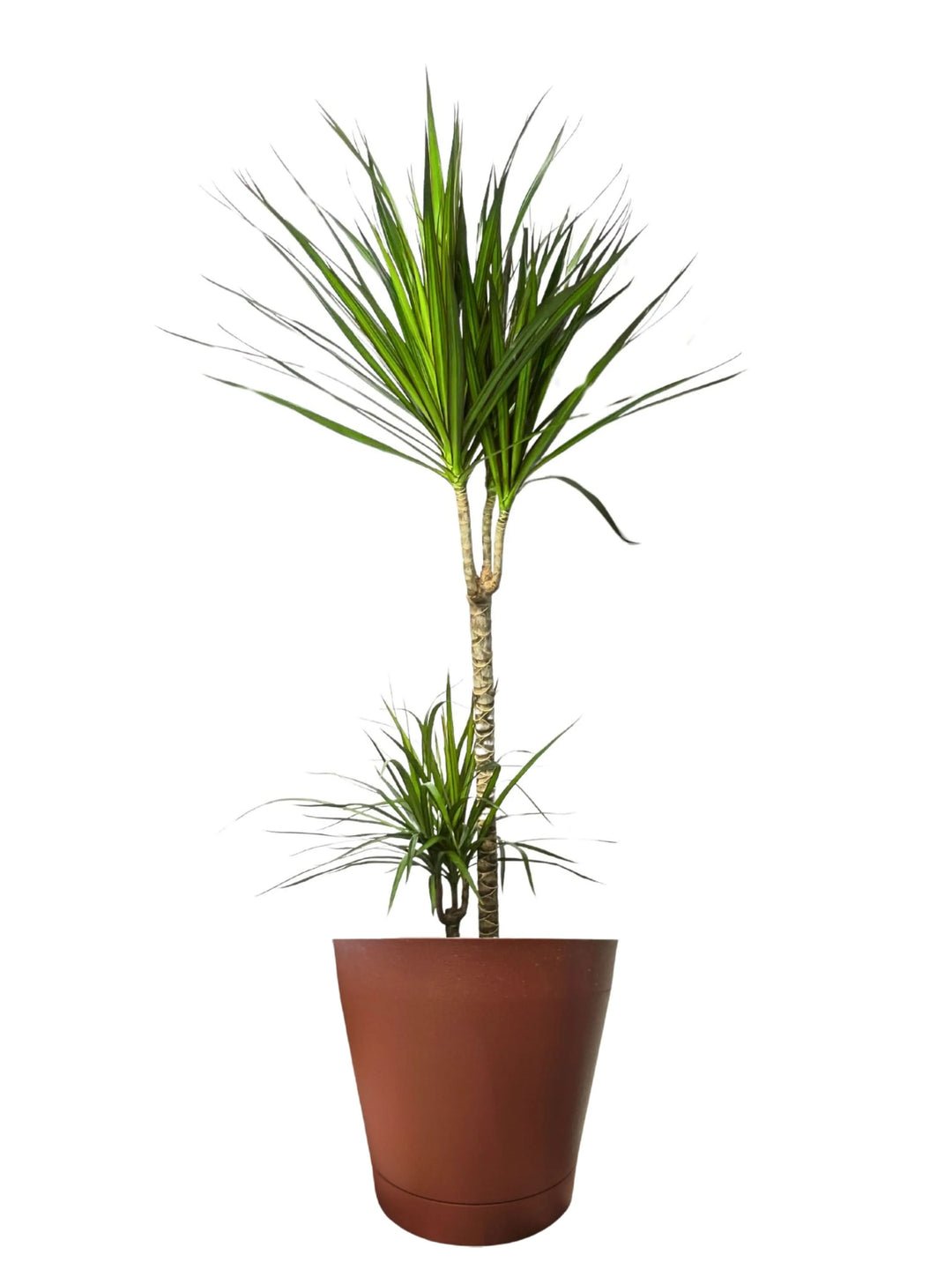 Dracaena Marginata - Altezza Pianta 100 cm, Vaso Diametro 19 cm - i Giardini di Giulia