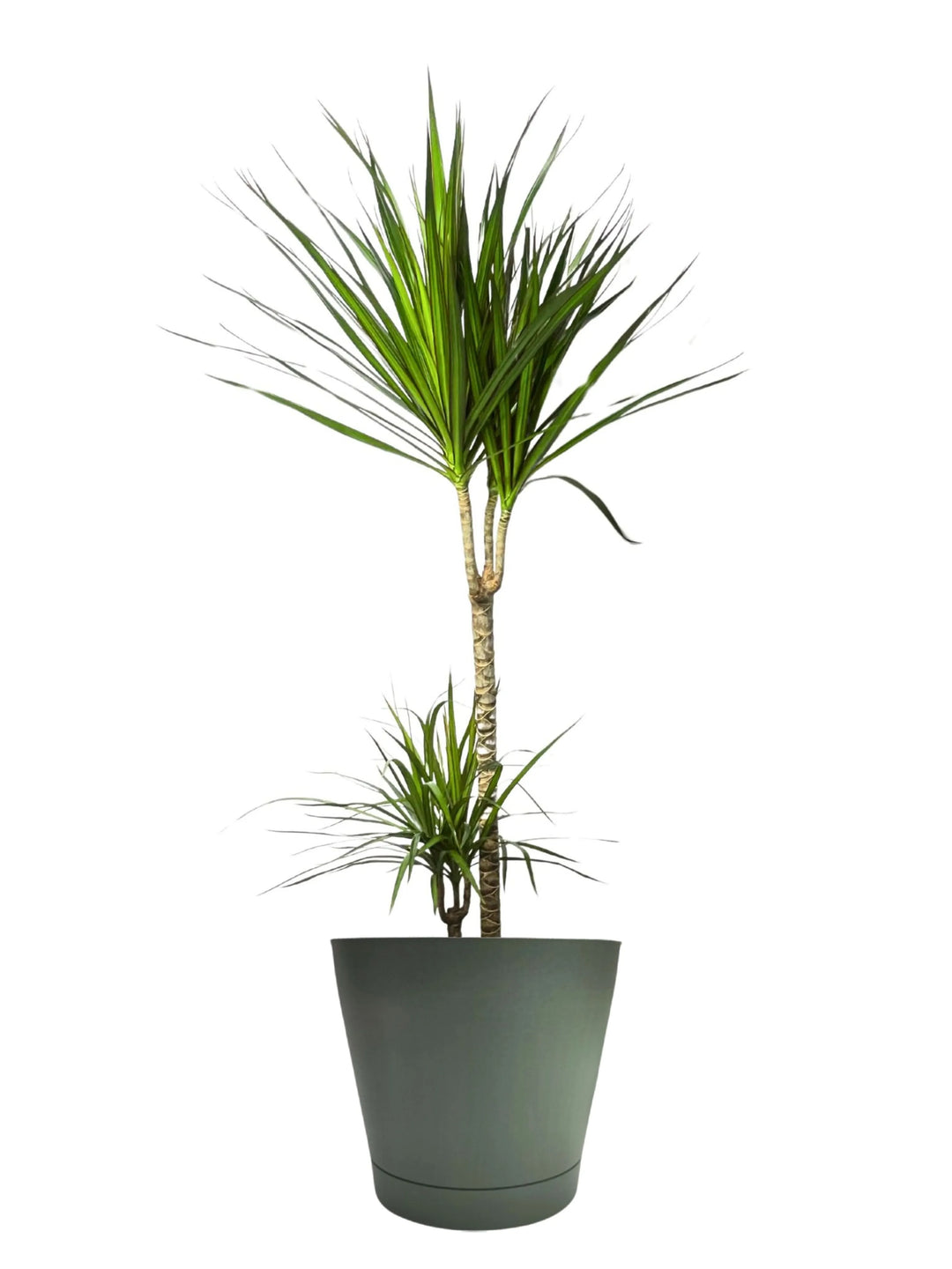 Dracaena Marginata - Altezza Pianta 100 cm, Vaso Diametro 19 cm - i Giardini di Giulia