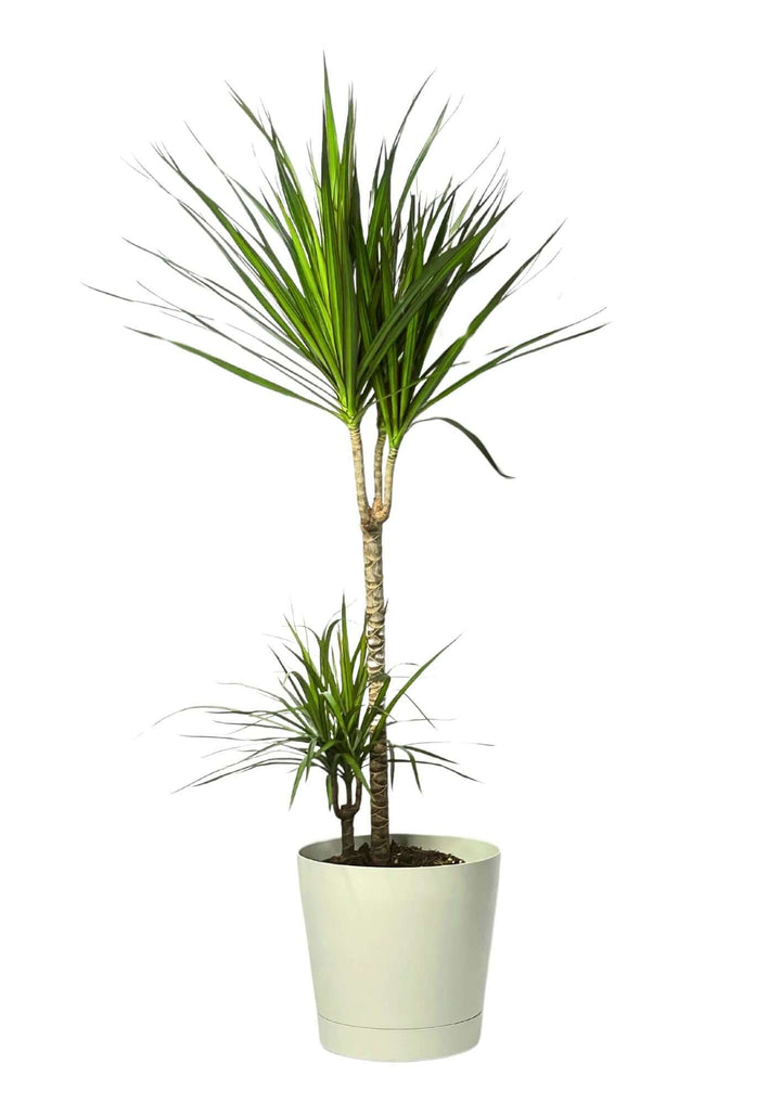 Dracaena Marginata - Altezza Pianta 100 cm, Vaso Diametro 19 cm - i Giardini di Giulia