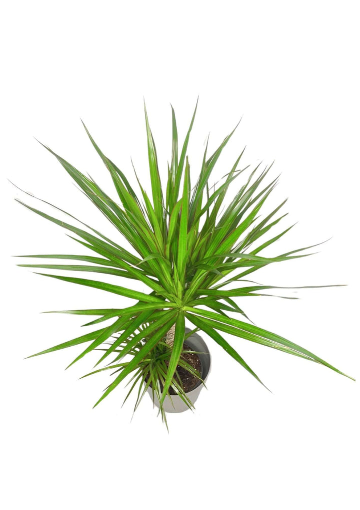 Dracaena Marginata - Altezza Pianta 100 cm, Vaso Diametro 19 cm - i Giardini di Giulia