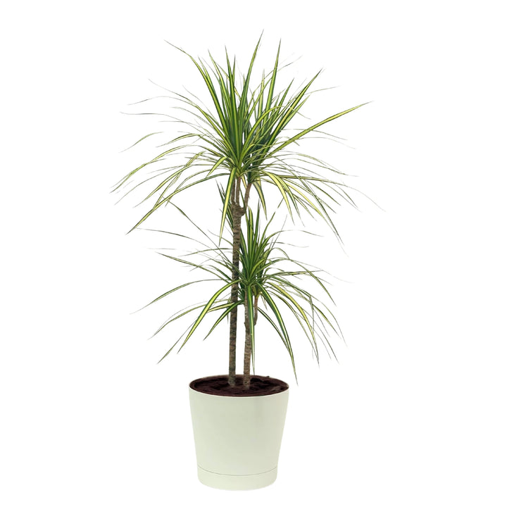 Elegante Dracaena marginata in vaso bianco, con foglie a ciuffo verdi e striature dorate.

