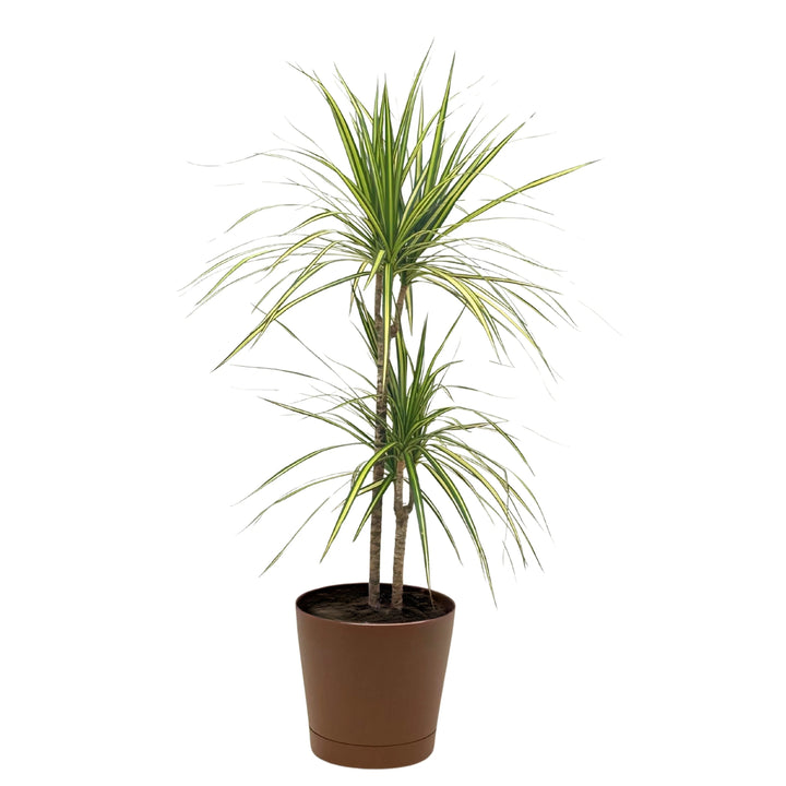 Pianta Dracaena marginata a due fusti in vaso grigio, perfetta per decorare ambienti contemporanei.