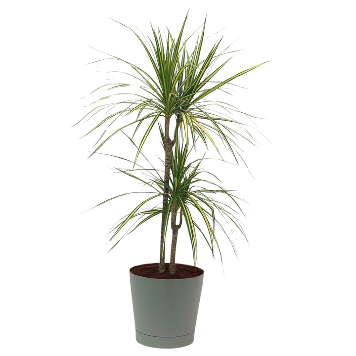 Dracaena marginata in vaso marrone, pianta tropicale da appartamento con fogliame slanciato.

