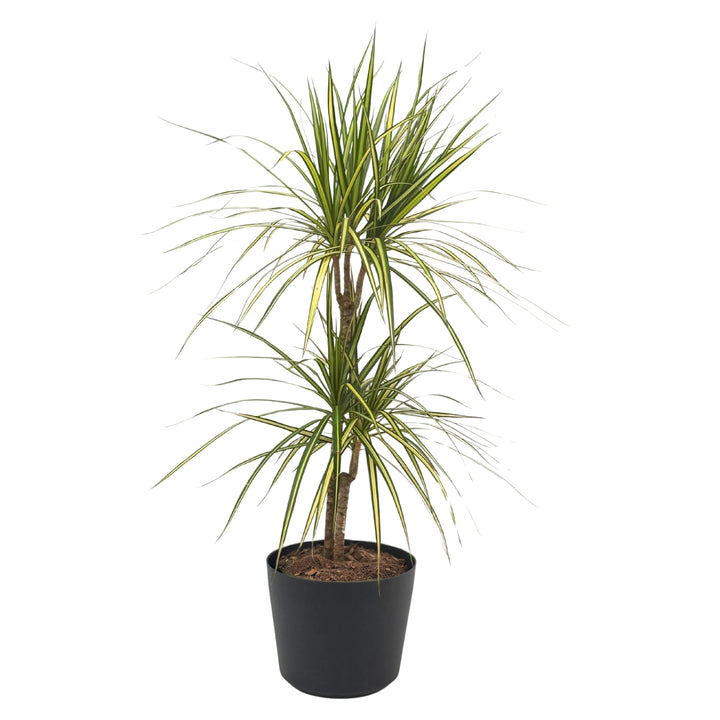 Dracaena marginata in vaso nero con foglie sottili verde chiaro e bordi gialli, ideale per interni moderni.

