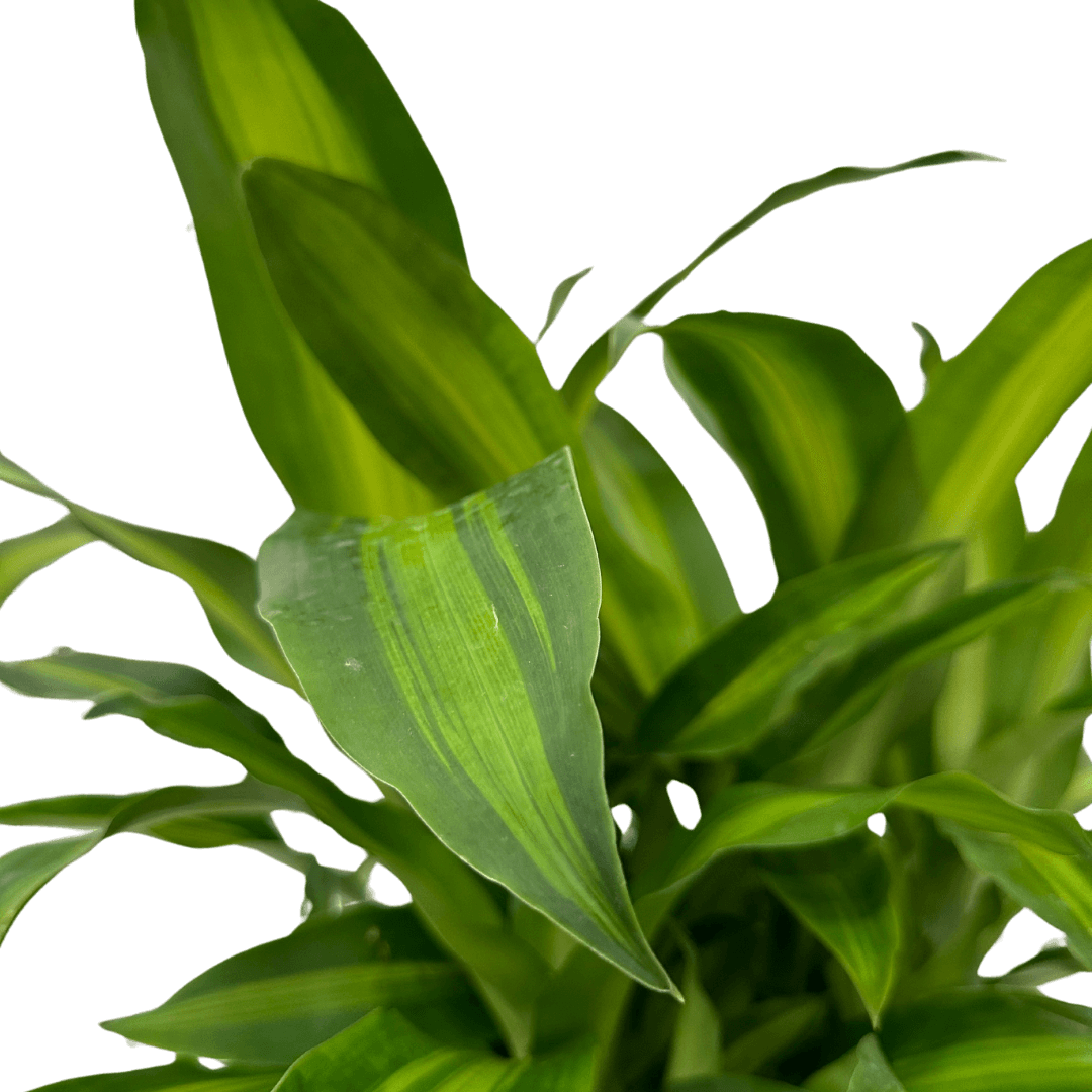 Dracaena Massangeana Tronco Ramificata , Tronco della felicità - i Giardini di Giulia