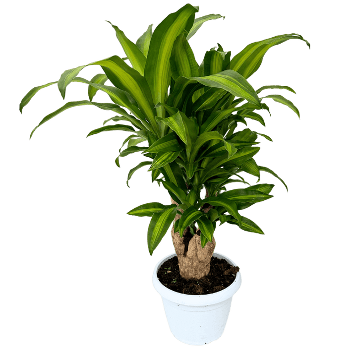 Dracaena Massangeana Tronco Ramificata , Tronco della felicità - i Giardini di Giulia