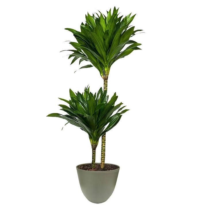 Una Dracaena Compacta a due tronchi, con foglie verdi e lucide disposte a ciuffi densi sulla sommità. Il vaso, di colore verde, ha una forma arrotondata e semplice.