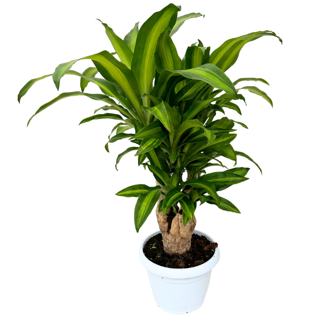 Dracaena Massangeana Tronco Ramificata , Tronco della felicità