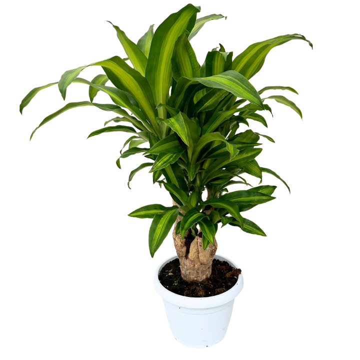 Dracaena Massangeana Tronco Ramificata , Tronco della felicità